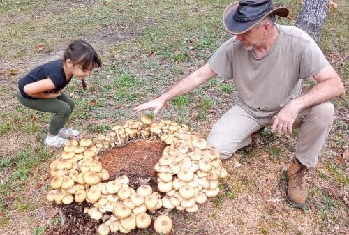 Harvesting Honey Mushrooms