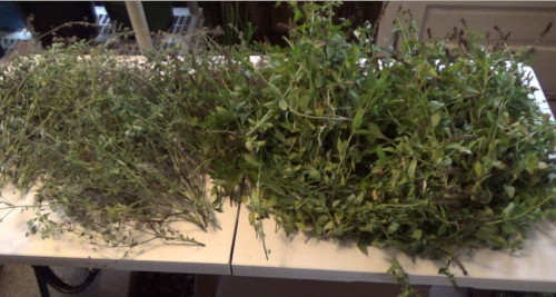 Huge Homestead Herb Harvest